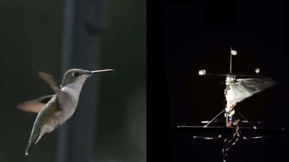 Diseñan dron con destrezas de un colibrí que sería útil en rescates