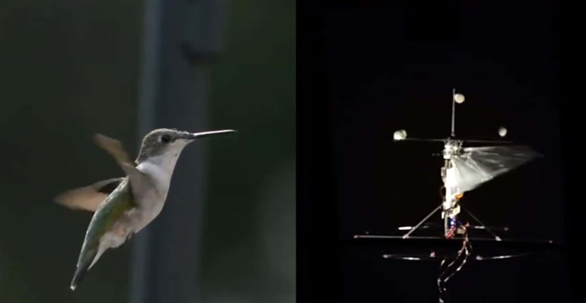 Diseñan dron con destrezas de un colibrí que sería útil en rescates