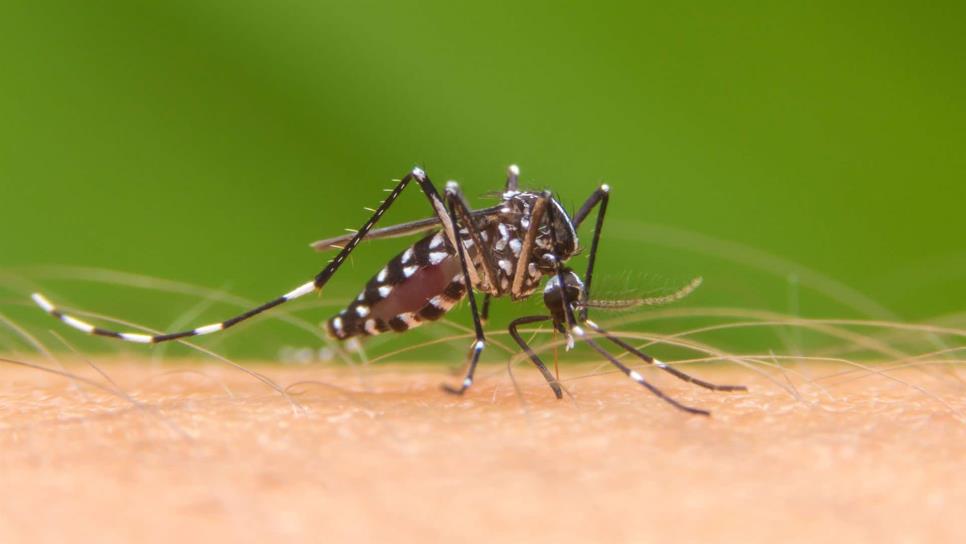 Aedes aegypti, un riesgo para la salud que se puede prevenir