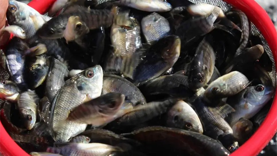 Inicia el programa de siembra de alevines 2019