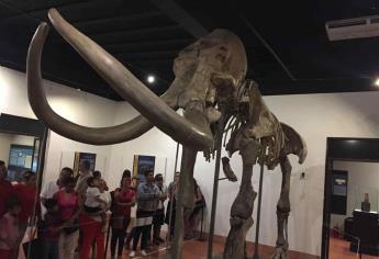 El Mamut de Ecatepec, asombra en su presentación en Mazatlán