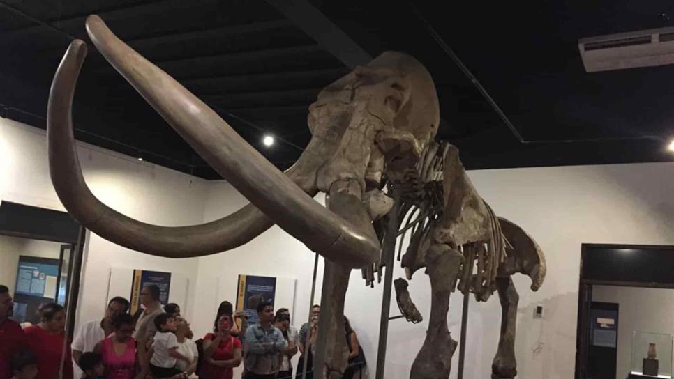 El Mamut de Ecatepec, asombra en su presentación en Mazatlán