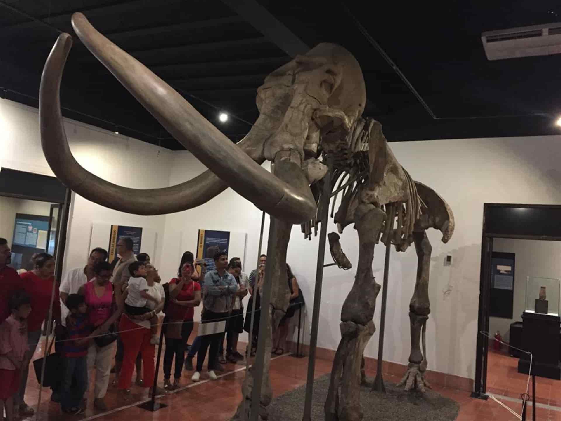 El Mamut de Ecatepec, asombra en su presentación en Mazatlán