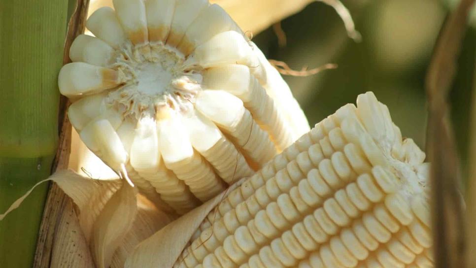 Incremento en precio del maíz, benéfico para Sinaloa: LCA