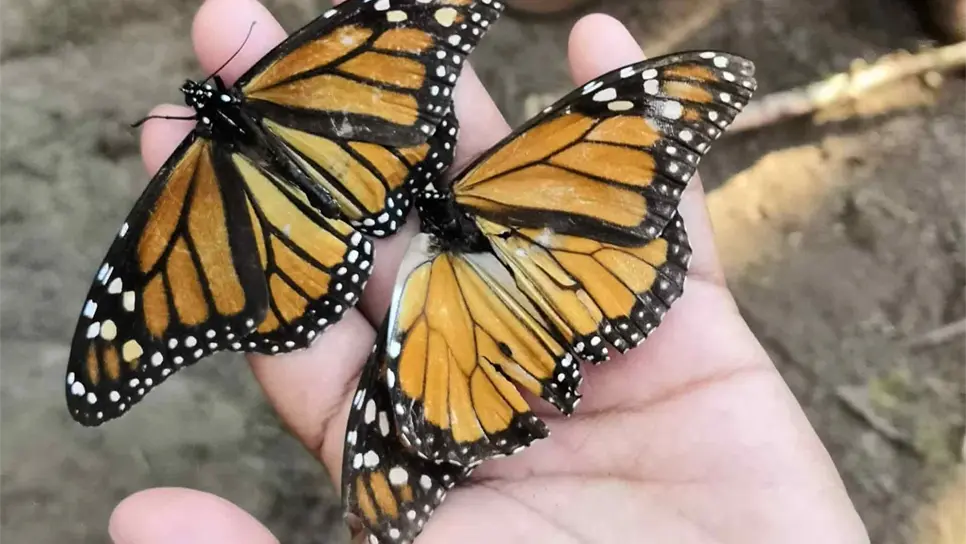Alertan sobre uso de herbicida que amenaza a la mariposa monarca