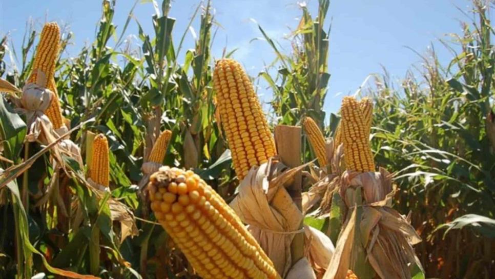 Siete días al alza precio del maíz en Bolsa de Chicago