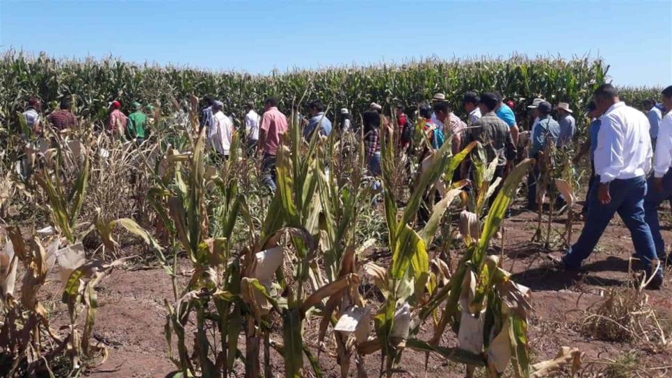 INIFAP y Fundación Produce presentan híbridos de maíz