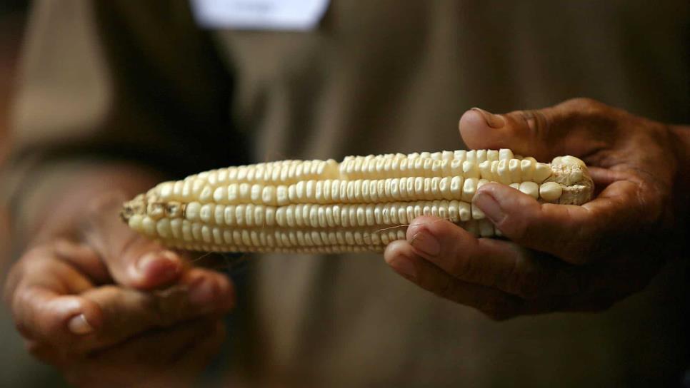 Precio del maíz sigue a la baja