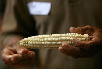 Pide Sinaloa comercialización de maíz sin limitantes