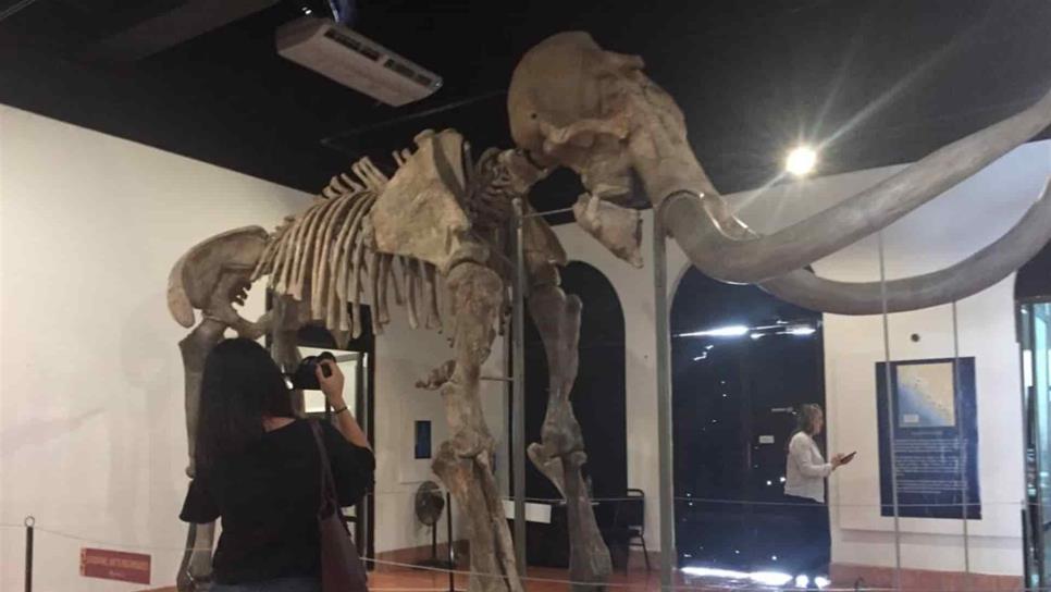 Mamut en Museo Arqueológico, de lo más visitado en Mazatlán