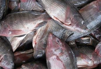 México, libre del virus de la tilapia del lago