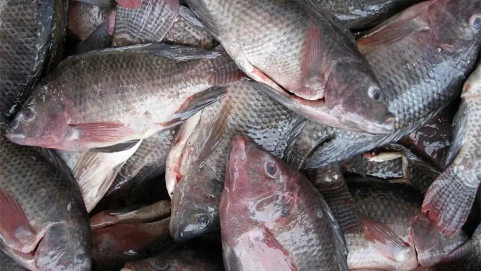 Reportan “buenas” capturas de tilapia en presas de El Fuerte