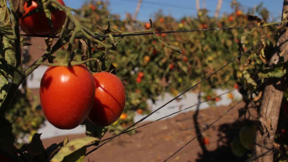 Pronostican fuerte turbulencia” para industria del tomate