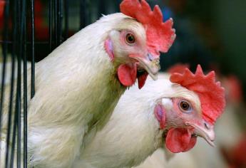 Avicultores reprochan decisión de abrir cupo de importación