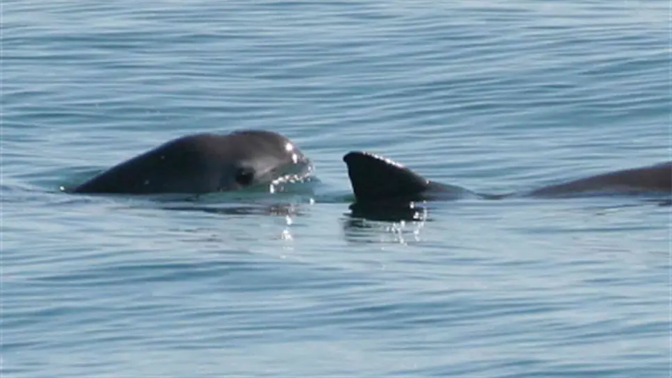 Extinción de vaquita marina podría deberse a causas ambientales