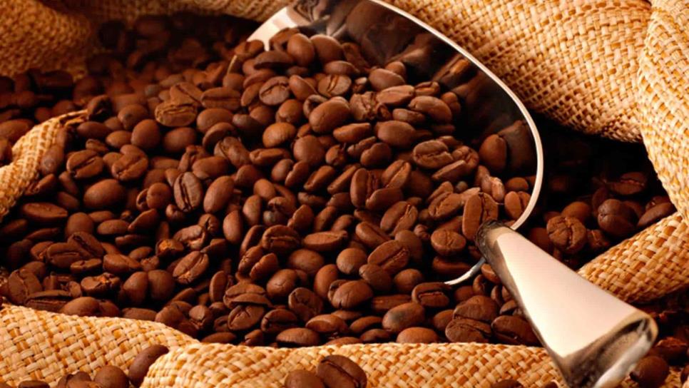 Buscarán aumentar producción de café durante la actual administración