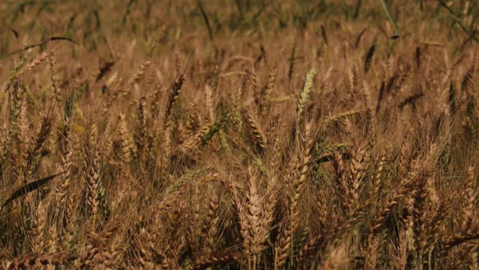 Semana positiva para el precio del maíz y trigo