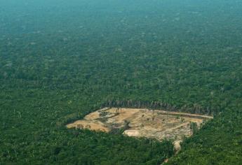 Amazonia, en riesgo ante creciente y continua deforestación
