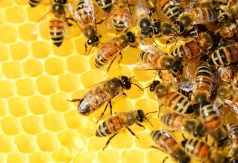 Registran alta mortandad de abejas por pesticidas