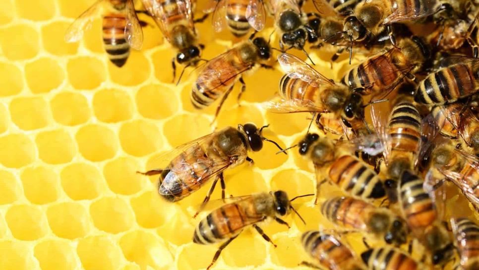 Registran alta mortandad de abejas por pesticidas Registran alta mortandad de abejas por pesticidas