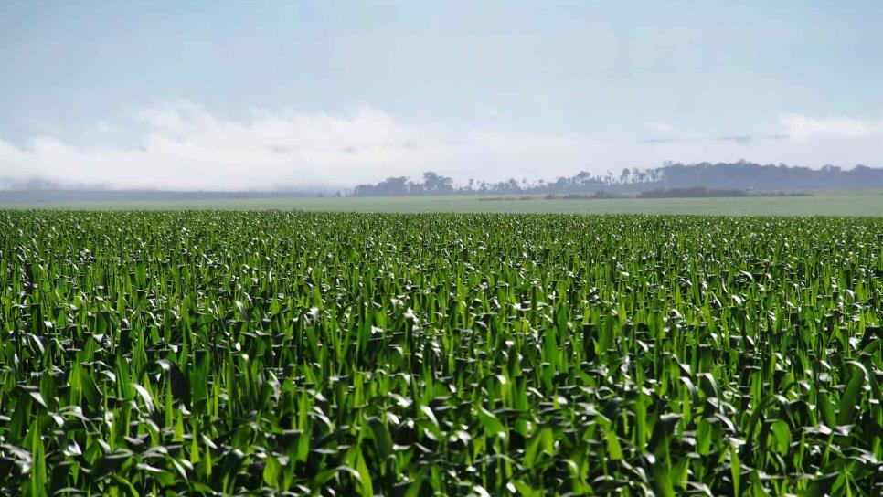 Precio a futuro del maíz a  3 mil 627 pesos por tonelada