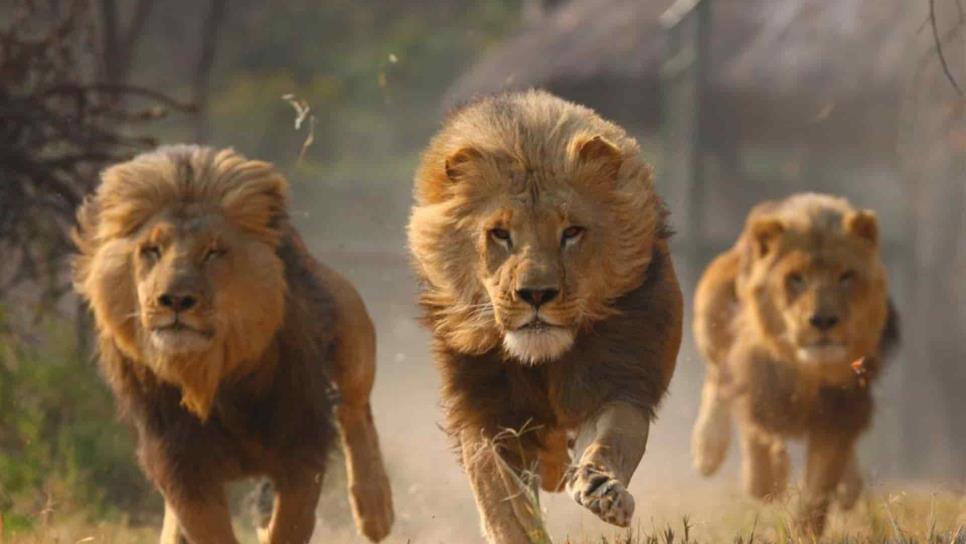 Alerta en noreste de Sudáfrica por manada de 14 leones libres