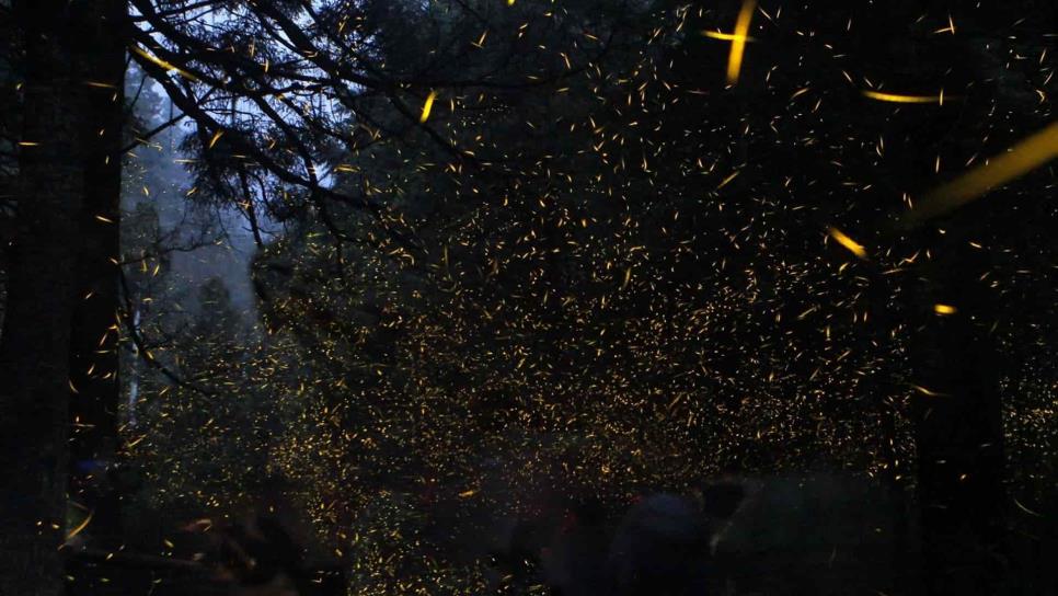 Avistamiento de luciérnagas alcanzará derrama por 48 mdp en Tlaxcala