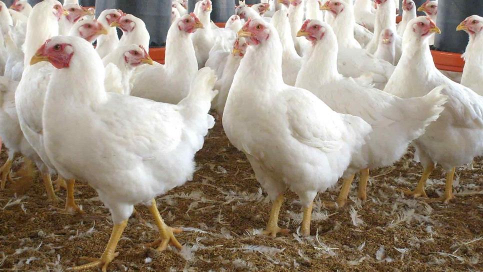 Detecta organismo de sanidad focos de influenza aviar AH7N3