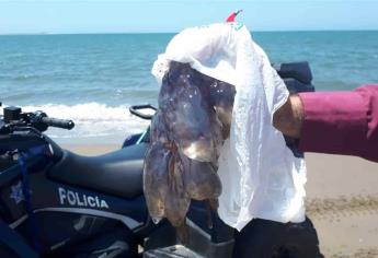 Registran más de 400 bañistas quemados por aguamalas en El Maviri