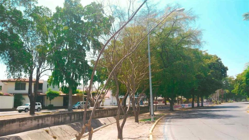 Se secan los árboles en Culiacán