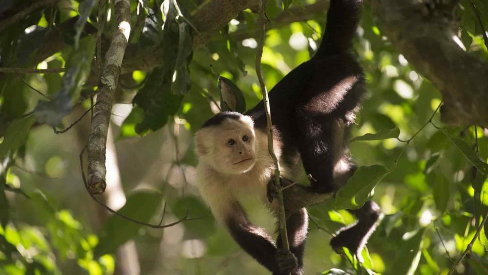 Cambio climático provocaría extinción de monos en Sudamérica