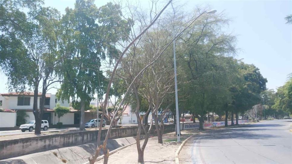 Mienten vecinos; los árboles no están secos: Estrada Ferreiro
