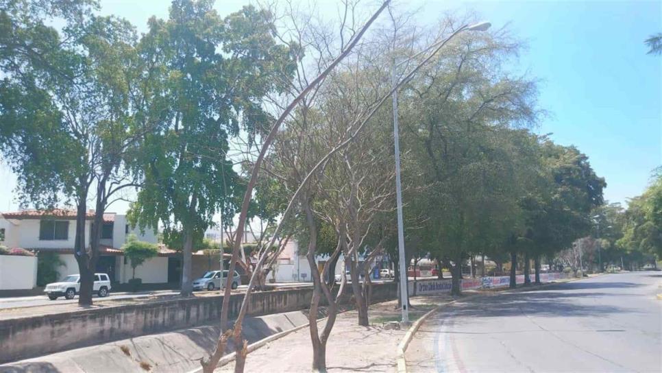 Ayuntamiento acepta que sí se están secando árboles en Culiacán