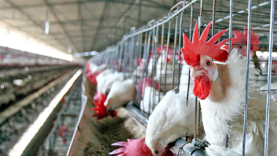 Refuerzan medidas contra influenza aviar