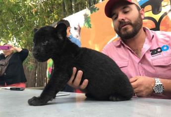 Se llamará Coronel el cachorro de jaguar del Zoológico de Culiacán