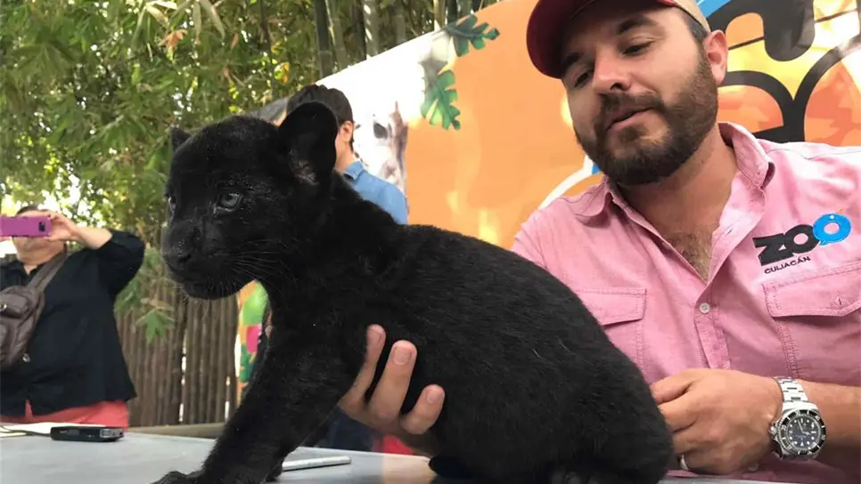 Se llamará Coronel el cachorro de jaguar del Zoológico de Culiacán