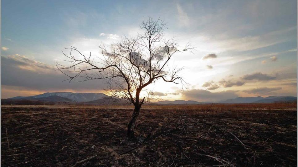 ONU llama a trabajar contra la desertificación y la sequía