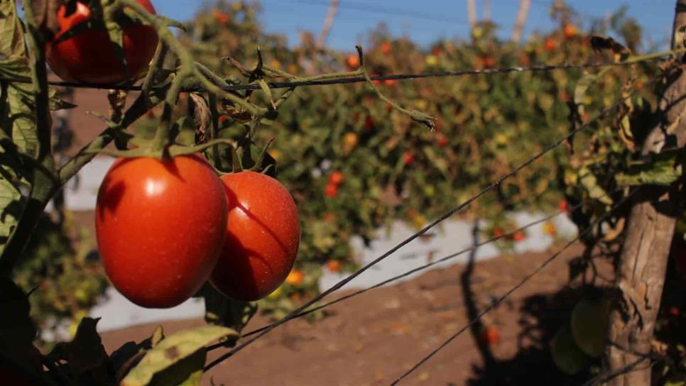 Advierten sobre nueva amenaza de EUA para productores de tomate