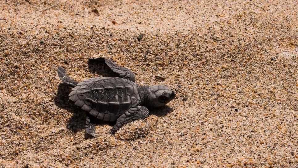 Actividad humana es el principal peligro para las tortugas marinas