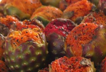 Recolección de pitahaya, el sustento de familias choicenses