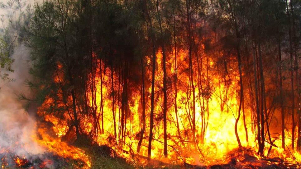 Incendios forestales afectan 484 mil 355 hectáreas en México