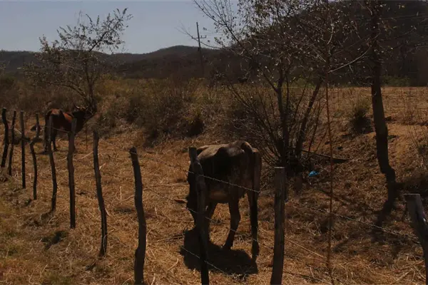 Sequía en Elota provoca muerte de ganado Sequía en Elota provoca muerte de ganado