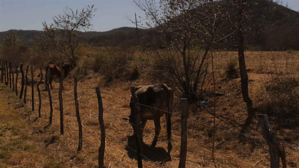 Sequía en Elota provoca muerte de ganado
