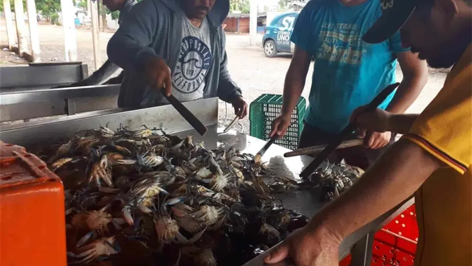 El 10 de julio se levanta veda para captura de jaiba