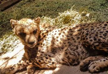 Atiende Profepa caso de guepardo en el Zoológico de Culiacán