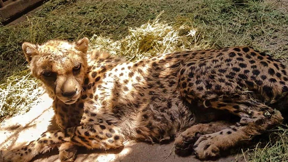 Atiende Profepa caso de guepardo en el Zoológico de Culiacán