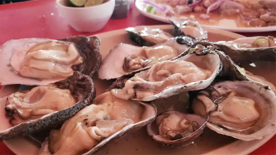 Busca Elota exportar ostión de piedra a Estados Unidos