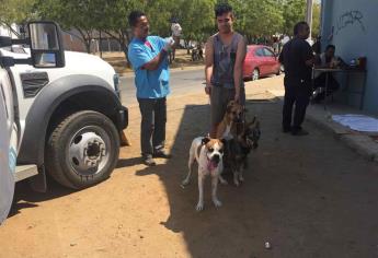 Van contra proliferación de perros y gatos callejeros