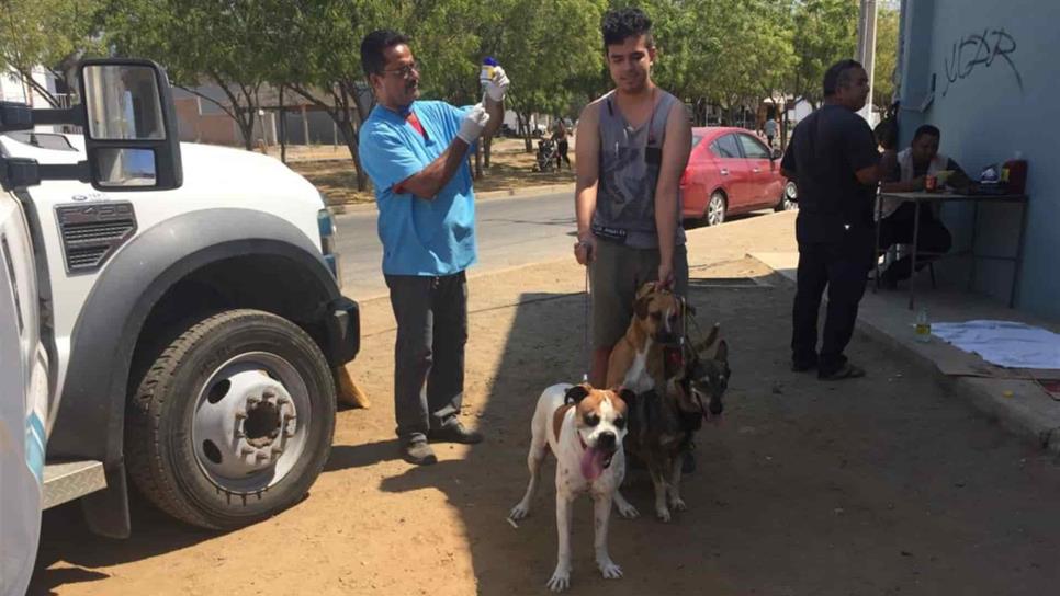 Van contra proliferación de perros y gatos callejeros