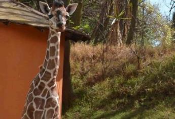 Alertan sobre extinción de jirafas